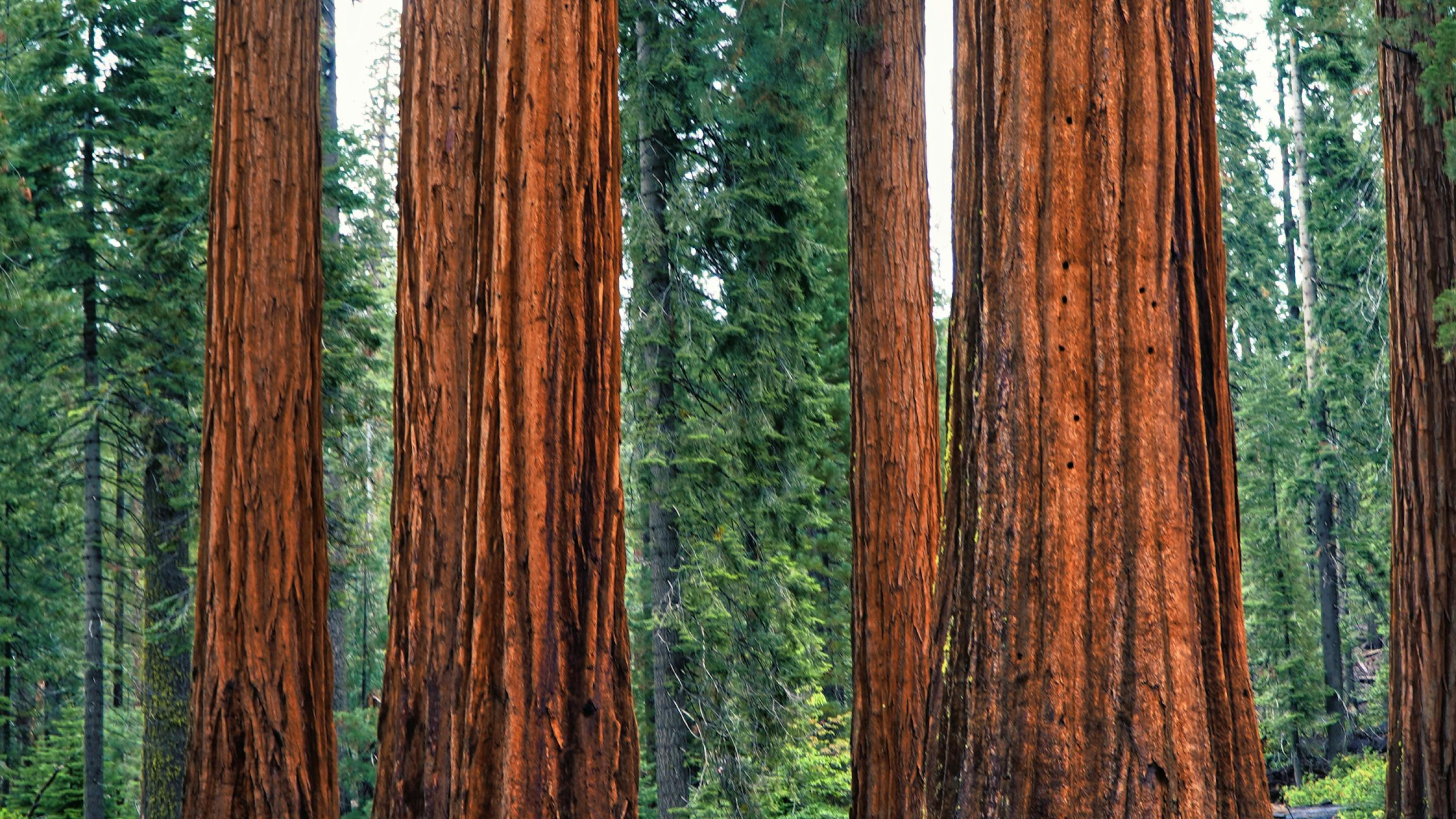 Fleet supports Apple’s latest operating systems: macOS 15 Sequoia, iOS 18, and iPadOS 18